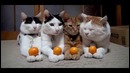 Коты мастера внутреннего спокойствия