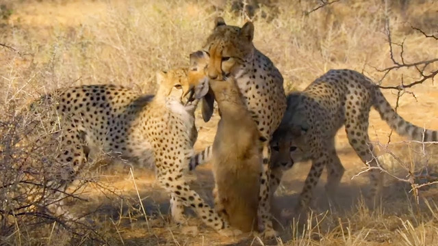 Cheetah Cubs Master Hunting | The Cheetah Family & Me | BBC Earth