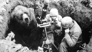 Душераздирающая история о медведе – солдате