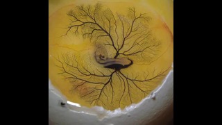 Кровеносная система эмбриона птенца
