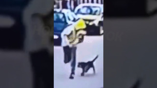 Бездомная собака спасла девушку от грабителя! | Новостничок