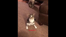 Котейка на двух лапах