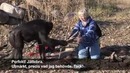 Шимпанзе Канзи разжигает костер