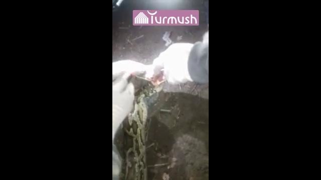 Aravonda 3 metrli boʻgʻma ilon topildi