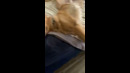 Golden Retriever Sleeps Funny #shorts