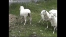 Злобный зайчик