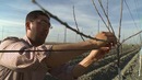 Олма дарахти шохларини тарбиялаш усули