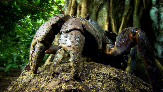 This Crab Can’t Swim, But Has To Lay Its Eggs In The Sea… | Nature’s Biggest Beasts | BBC Earth