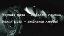 DJ MriD – Чёрная роза [2018] (Текст Lyrics)