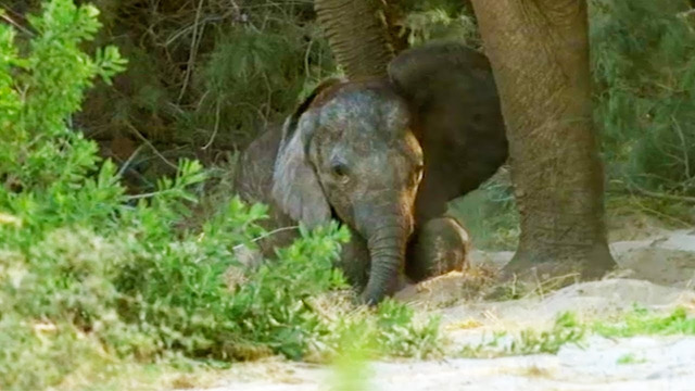 Baby Elephant’s Struggle to Survive (Part 4) | Elephant Nomads of the Namib Desert | BBC Earth