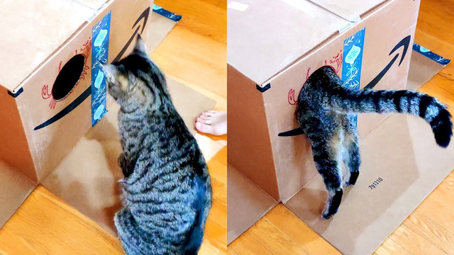 Cat Regrets Entering Small Hole | Funny Pet Videos