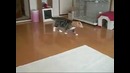 Самый угарный кот в мире!)