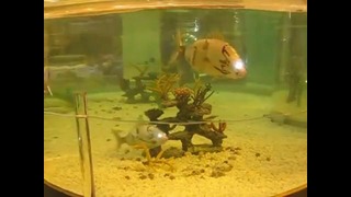 Рыба – робот