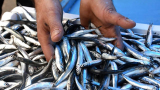 Мир анчоусов: Секреты их ловли, приготовления и получения шикарного рыбного соуса