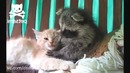 Забавный енот обнимает кота