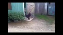 Собака на охране