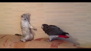 Попугай vs Котенок