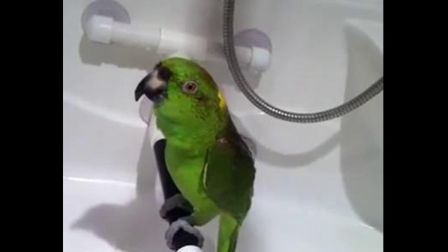 Попугай Макеша исполняет арии продолжение