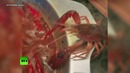 Выжить любой ценой: рак сбежал из кастрюли с кипятком