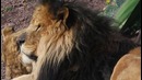 Красота диких животных – УДИВИТЕЛЬНЫЙ мир дикой природы