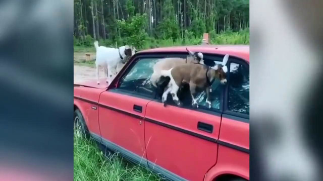 30 минут смеха до слез лучшие приколы чудики из соцсетей ржака 118