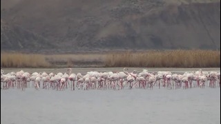 Розовое фламинго вернулось в озеро Судочье