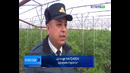 Помидор экспорти тикланди