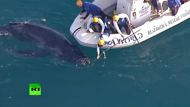 У берегов Австралии спасли китёнка, попавшего в защитные сети от акул