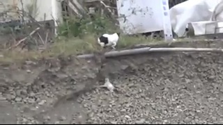 Мама-кошка увидела, что ее котенок упал в яму
