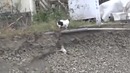 Мама-кошка увидела, что ее котенок упал в яму