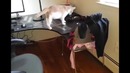 Как отучить кота ходить по столу
