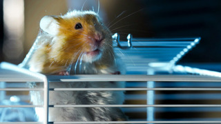 Hamster Escapes Cage To Go Exploring! | Pets: Wild At Heart | BBC Earth