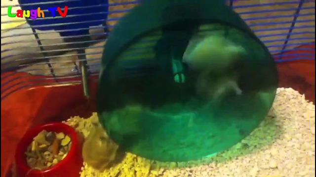 Funny hamsters in wheel videos – Funny animals compilation 2016