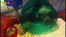 Funny hamsters in wheel videos – Funny animals compilation 2016