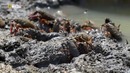 Nat Geo Wild: Дикий Юго-Запад. Заповедник Гаторленд