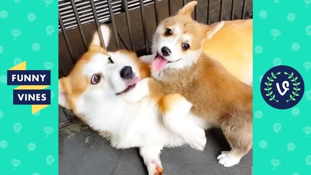 TRY NOT TO LAUGH – Ultimate FUNNY ANIMALS Compilation. Funny Vines May 2018