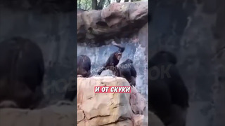 Строгая мама-шимпанзе шокировала посетителей зоопарка! | Новостничок