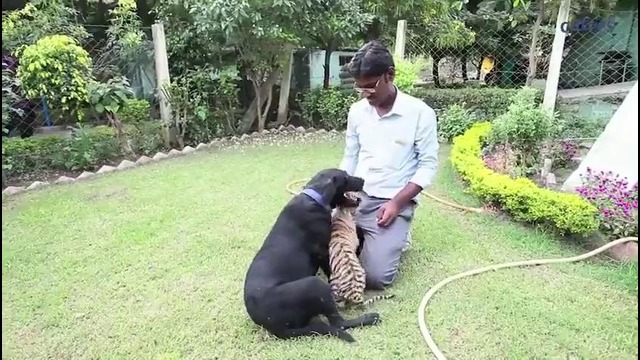 Собака усыновила тигрёнка