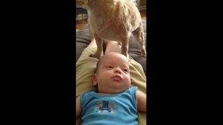Собачка и малыш