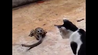 Видео битвы кошки против змеи, проглоченной жабой, взорвало интернет