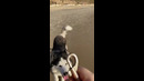 Husky Runs to Owner #shorts