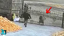 Это Нужно Видеть! Редкие Кадры с Животными, Которые Взорвали Интернет