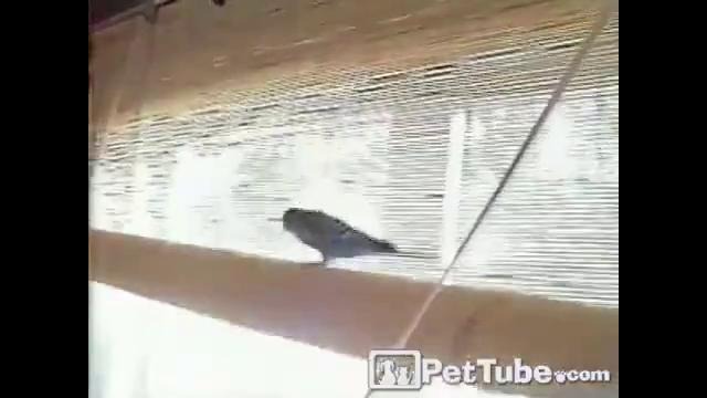 Попугай закрывает шторку
