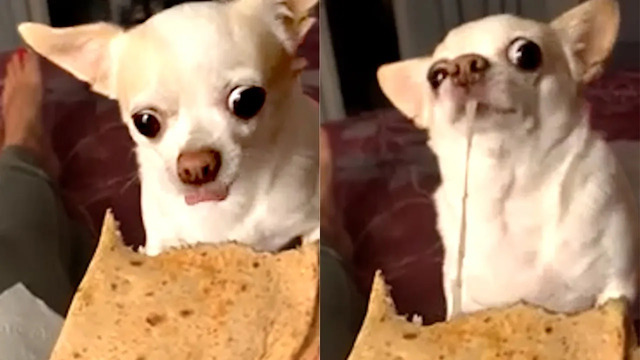 Dog Loves Quesadillas | Funny Pet Videos