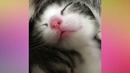 Забавные и милые котята и кошки – Самые сладкие носики