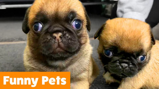 Silly Cute Animals | Funny Pet Videos