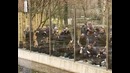 Белые медвежата «выходят в мир» в зоопарке Мюнхена