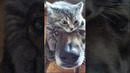 Funny animals 2023? Funny cat videos and dogs Funny animal videos Part 4 #shorts #cats #dogs