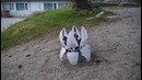 MorpHex, the incredible hexapod robot