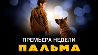 «Пальма»: История самой преданной собаки в СССР